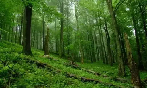 Zdjęcie do Inwentaryzacja Stanu Lasu w Kraju