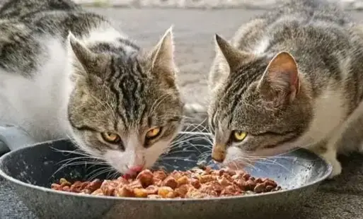 Zdjęcie do Dokarmianie kot&oacute;w wolno żyjących &ndash; rusza zimowa akcja Związku Międzygminnego &bdquo;Eko Si&oacute;demka&rdquo; 