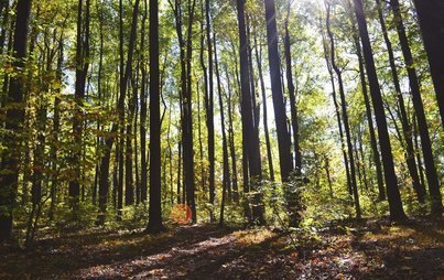 Zdjęcie do Inwentaryzacja stanu las&oacute;w - komunikat 
