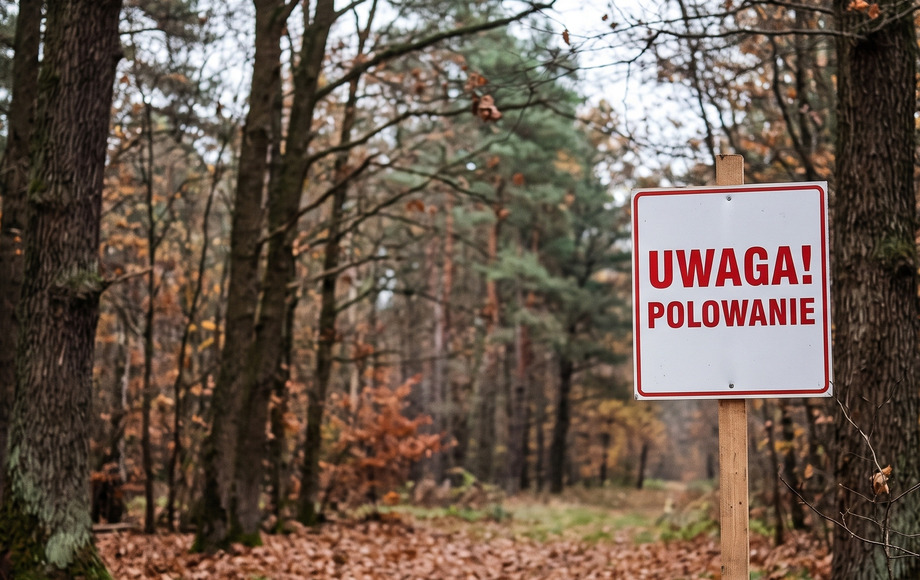Harmonogram polowań zbiorowych w sezonie 2026/2027